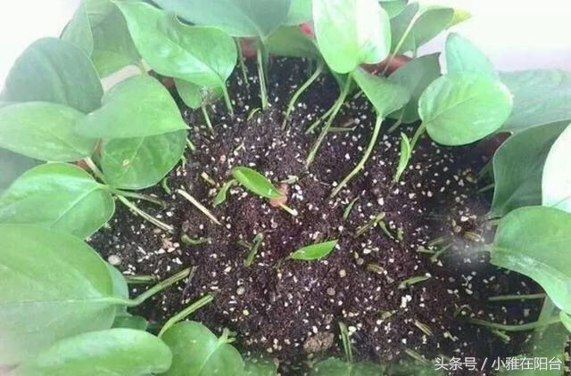 养绿萝怎么多伸头,绿萝分叉太多可以修剪吗