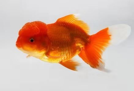 观赏鱼的养殖密度标准,观赏鱼原本以为这么大密度不好养