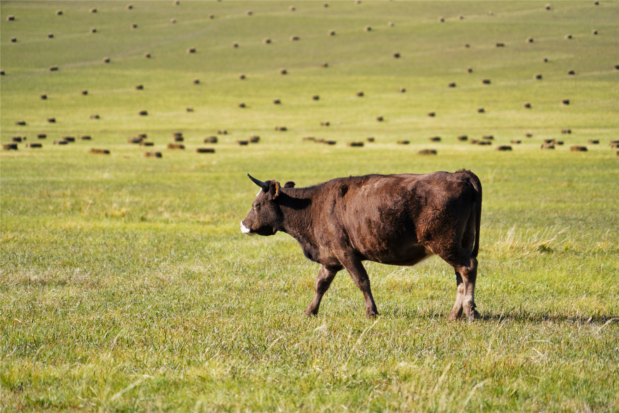锡林郭勒大草原冬天旅游攻略,锡林郭勒大草原旅游攻略全部