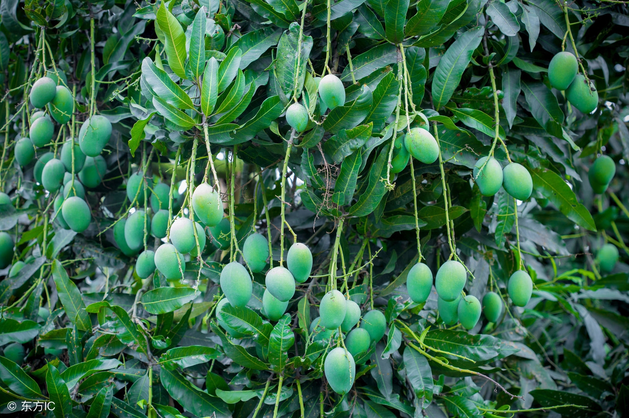 芒果花期预防什么病,芒果花期如何预防倒春寒