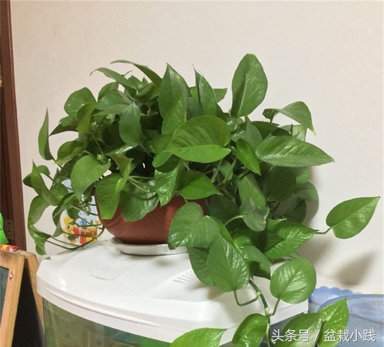 哪种盆栽吸甲醛效果最好,哪些植物对猫咪无毒又能吸附甲醛