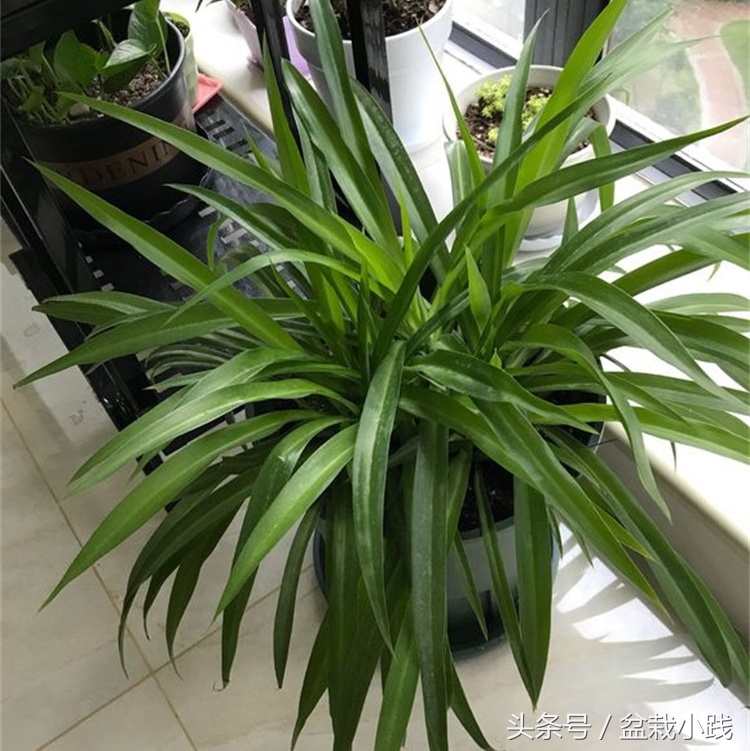 哪种盆栽吸甲醛效果最好,哪些植物对猫咪无毒又能吸附甲醛