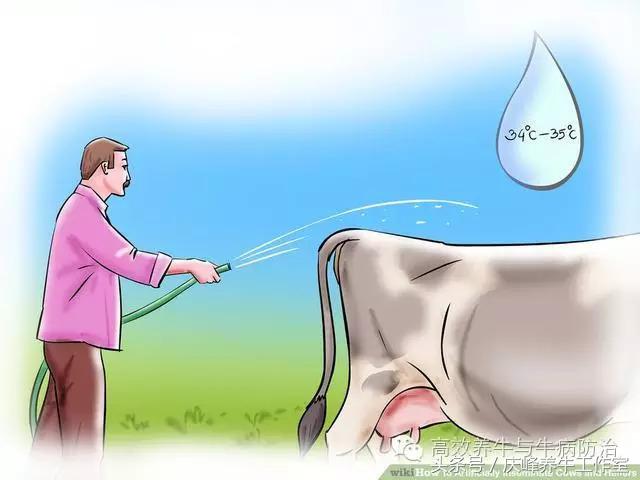 给牛人工授精完成后续注意事项,给牛人工授精需要注意什么