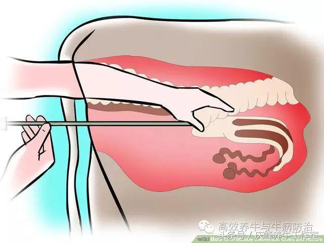 给牛人工授精完成后续注意事项,给牛人工授精需要注意什么