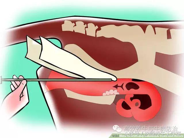 给牛人工授精完成后续注意事项,给牛人工授精需要注意什么