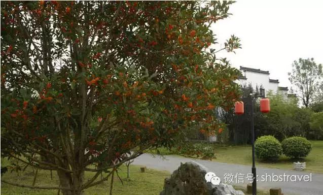 赏桂好去处,金秋赏桂好去处