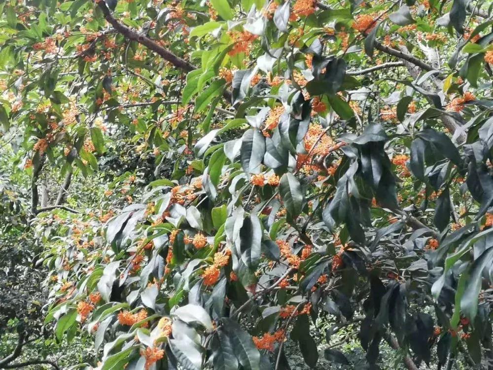 赏桂好去处,金秋赏桂好去处