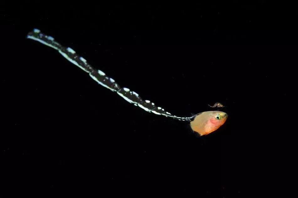 海洋探秘资料,海洋探秘鲨鱼