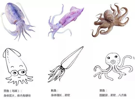 墨鱼仔带籽鱿鱼开袋即食香辣,墨鱼鱿鱼章鱼哪种好吃