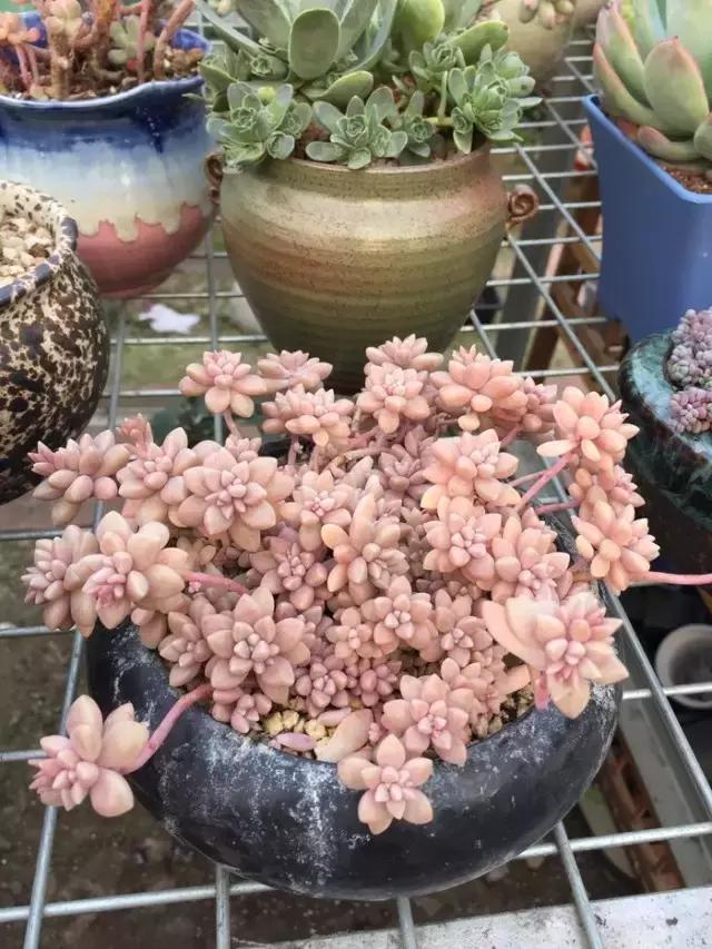 有极强的适应能力,超强适应能力