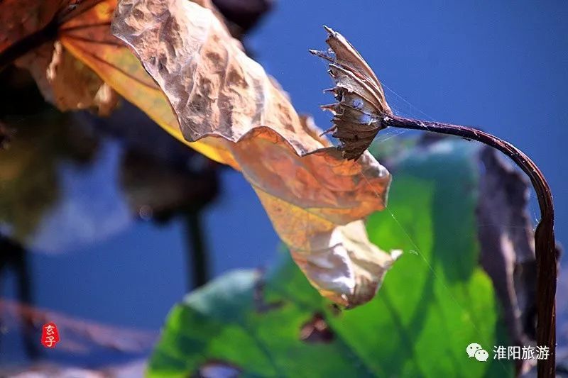 淮阳龙湖荷花盛景照片及描写,淮阳龙湖荷塘