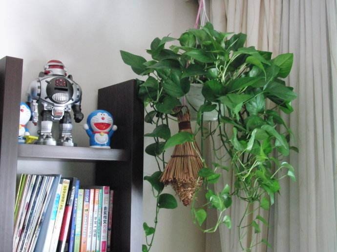 花卉最好有机肥,花卉最好的复合肥