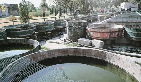 兰寿金鱼为什么一定要阳光饲养,兰寿金鱼用什么底砂