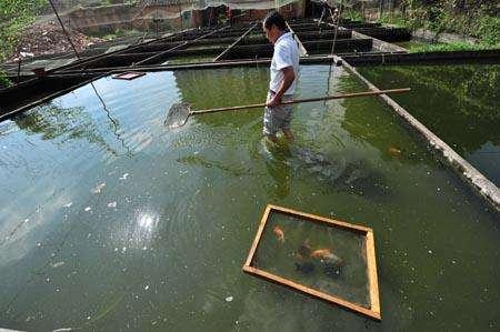 兰寿金鱼光线要求,兰寿泰狮鎏金三种金鱼能混养吗