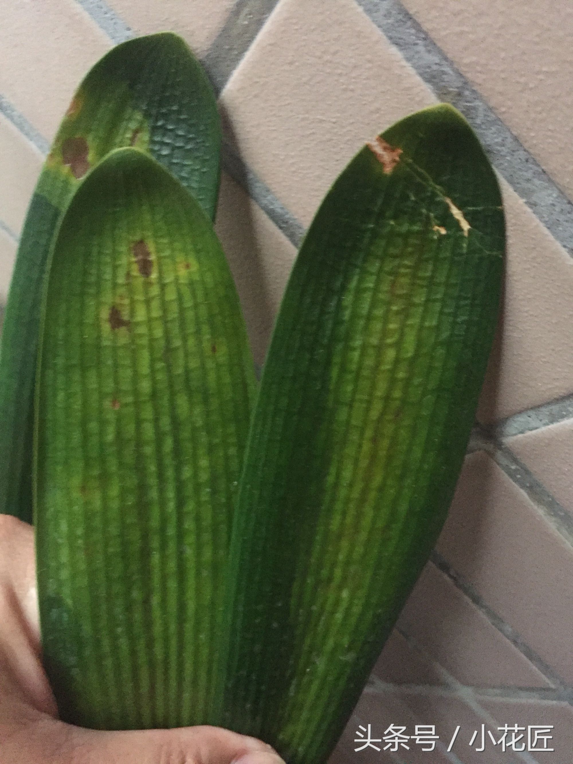 君子兰能不能晒太阳叶子发黄,为什么君子兰叶片发紫黑色