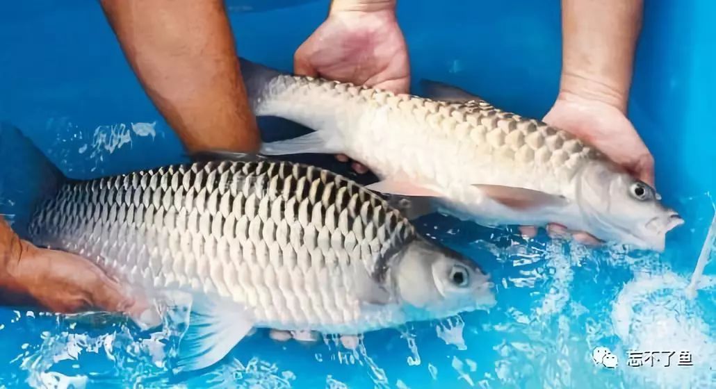 鱼怎么才能知道真假,如何分辨真假白鱼