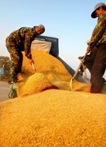 十月份玉米能不能涨价,玉米一年中哪个月最容易涨价