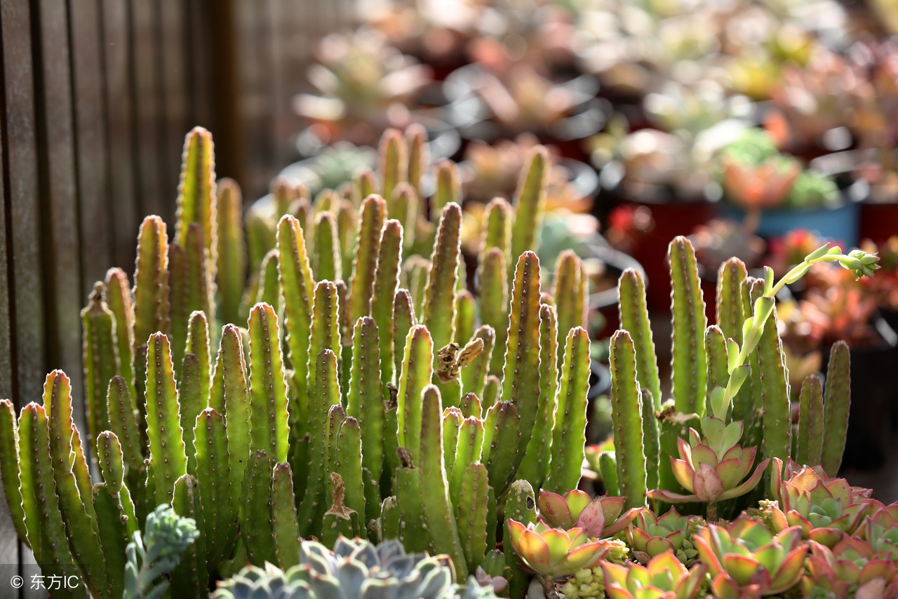 从新手小白到多肉达人,从小白到大神蜕变