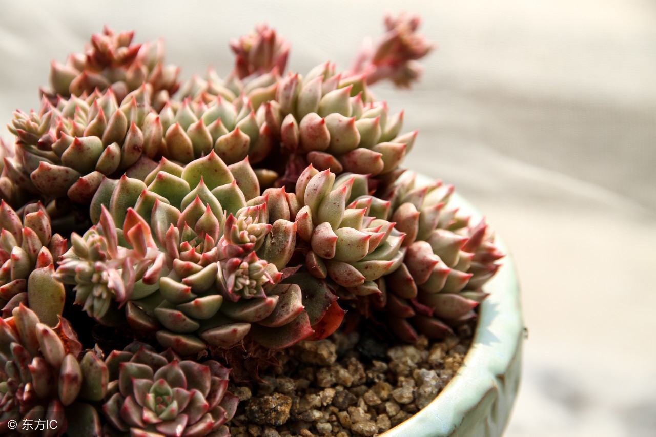 从小白到大神的经历,从小白到大神的成长经历