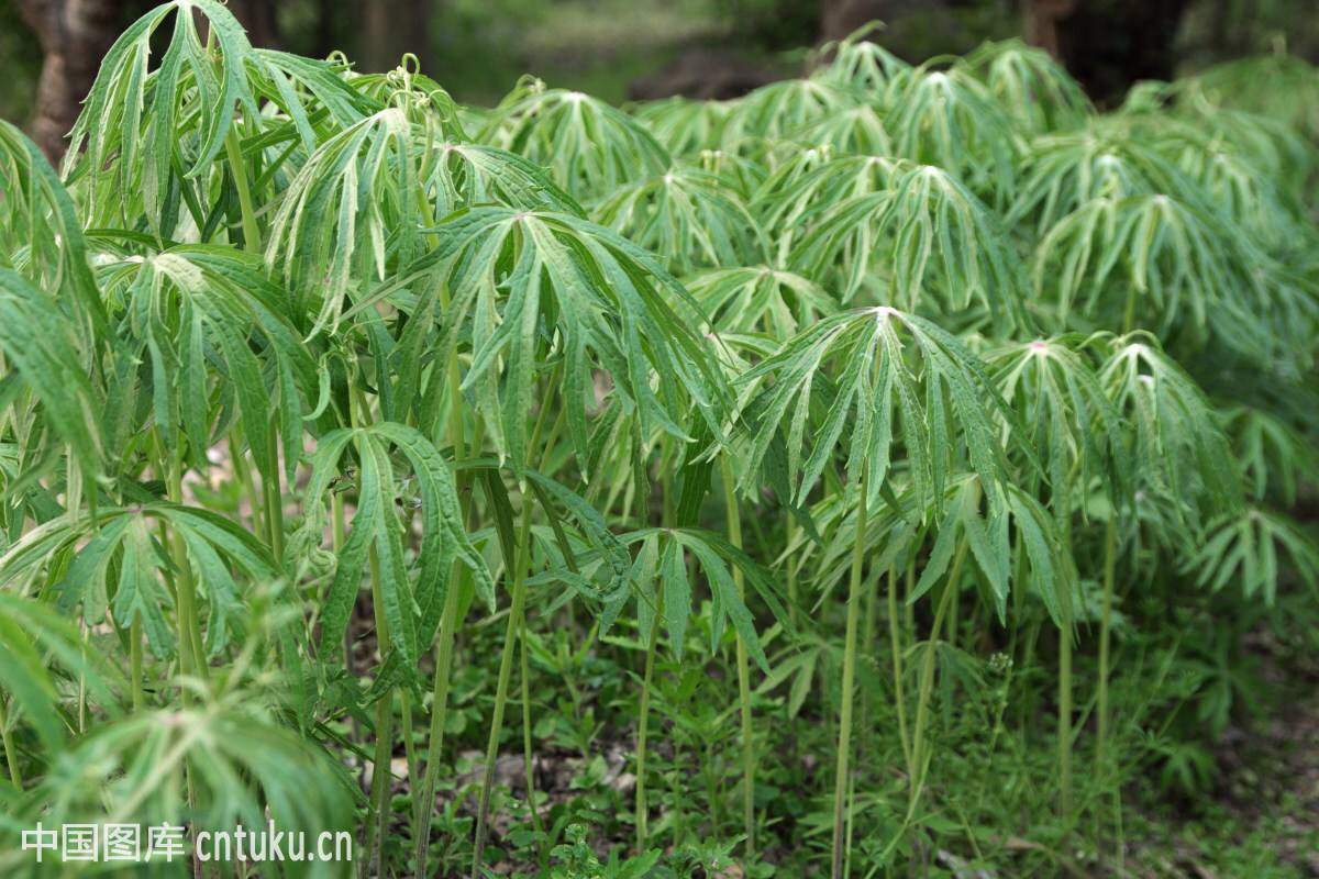 兔儿伞的功效,兔儿伞根图片