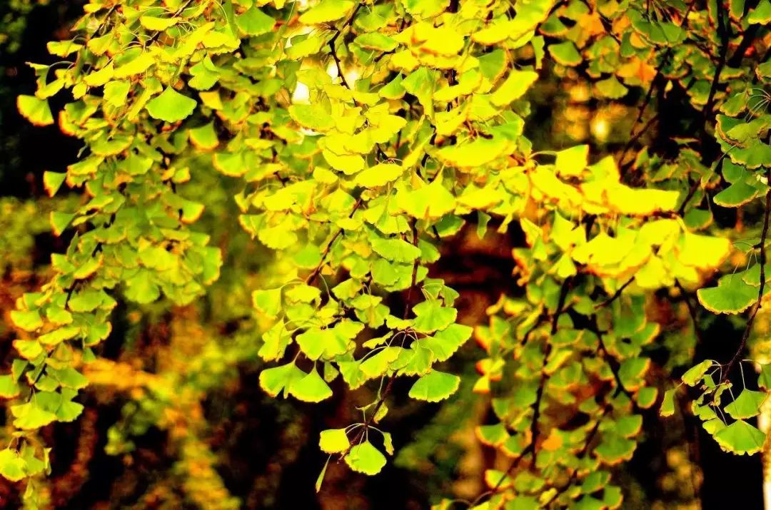 秋在广东很珍贵，若不细心寻找，它便静静地离开了