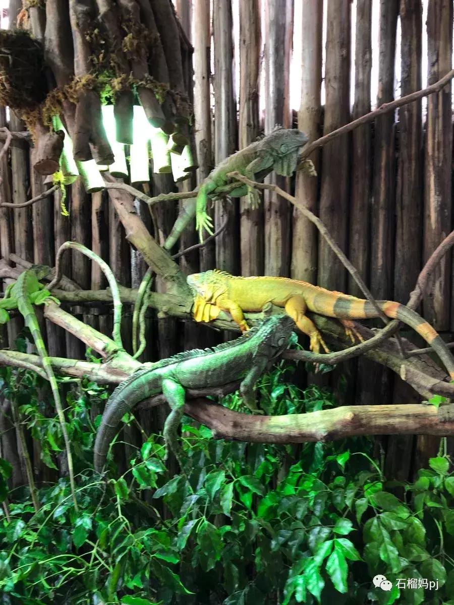 骞垮窞闀块殕椋為笩涔愬洯绁ㄤ环,闀块殕椋為笩涔愬洯灏忓绁ㄤ环