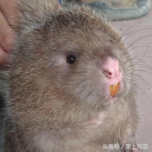 养竹鼠可以发家致富吗,养竹鼠需要大量的竹子吗