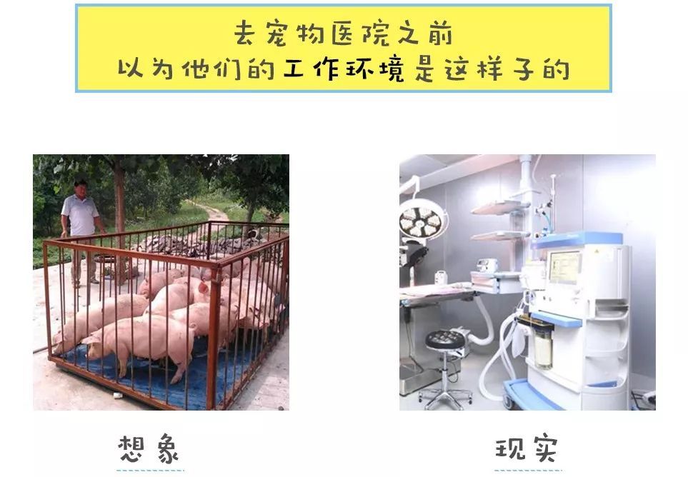 宠物皮肤病科普和治疗,宠物医生奇葩问题