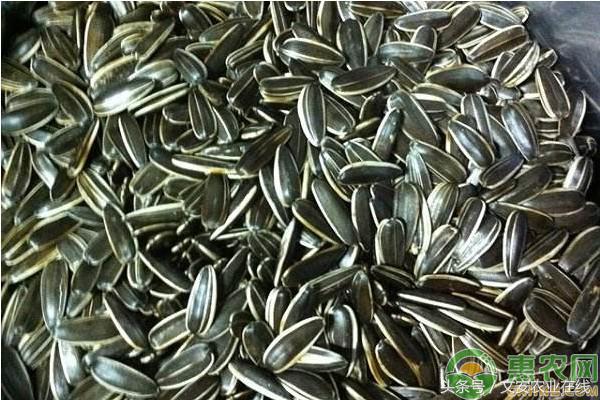 内蒙古葵花籽批发价格,全国葵花籽价格最新行情分析