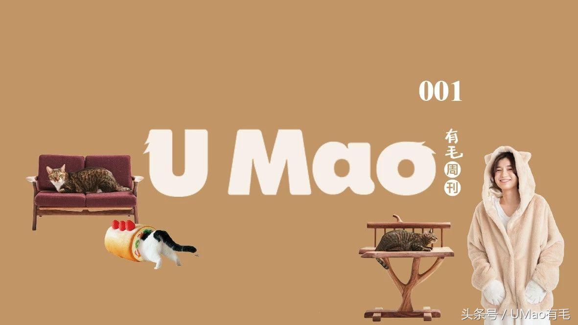 养猫人才懂的8大迷惑事件,养猫被忽悠的那些事