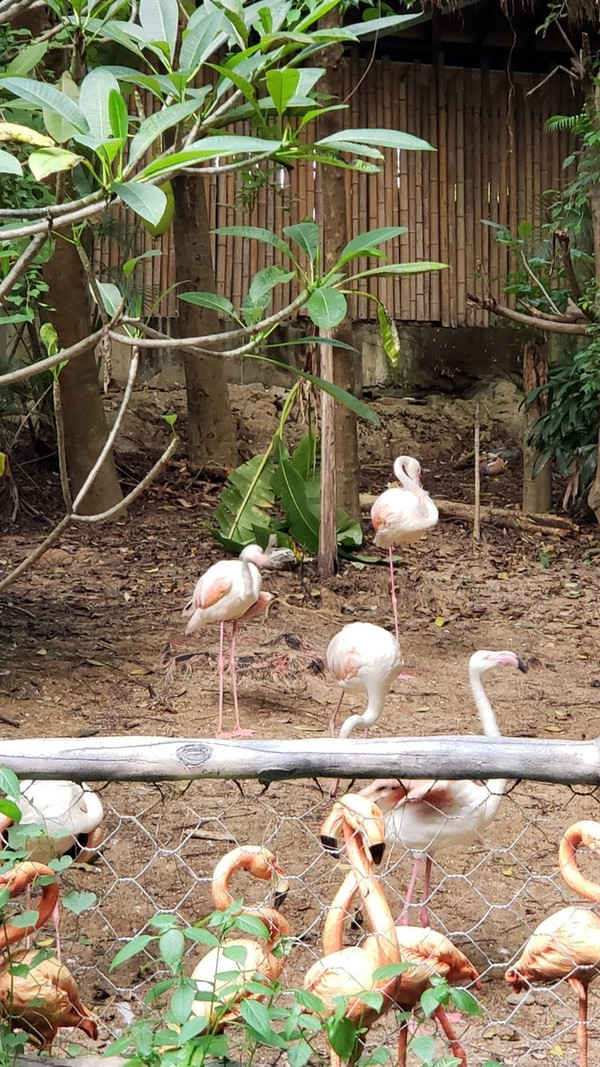 三亚独行攻略,三亚必去的景点和美食