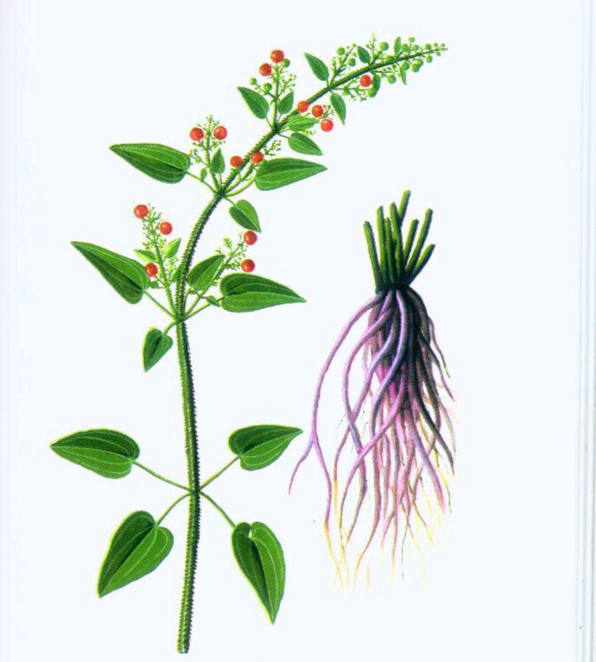 中药材茜草种植方法,中药材茜草视频