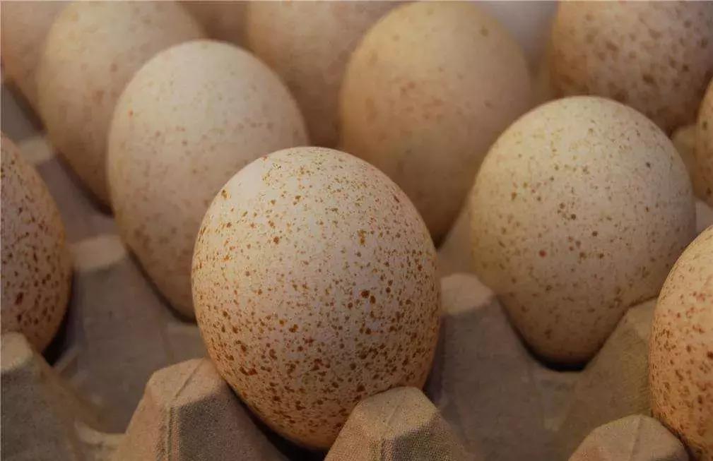 蛋壳变软是什么变化,蛋壳出了什么问题