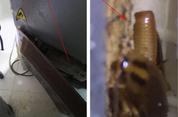 家里有蟑螂怎样驱蟑螂小妙招,家里有蟑螂怎么办蟑螂要怎样灭