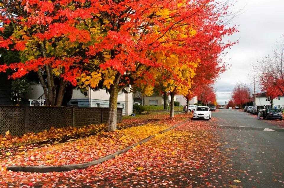 温哥华冬季温和的原因,温哥华气候温暖湿润的原因