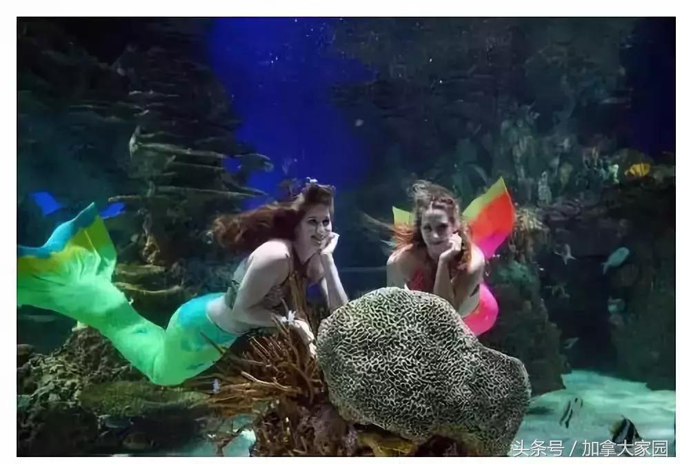 一男子跳进鲨鱼池,美国一男子跳进水族馆鱼缸