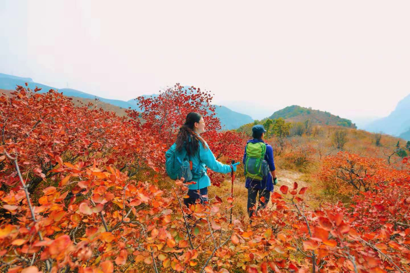 邢台云梦山“红叶节”开启!上万亩黄栌、五角枫勾勒太行山独特美景