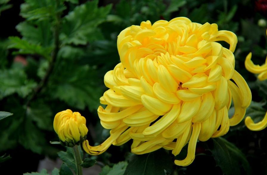 管恩锋,管恩锋经典诗句