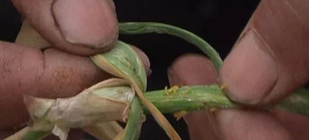 冷空气影响北方大风降温沙尘来袭,冷空气大风来袭河南气温不降反升