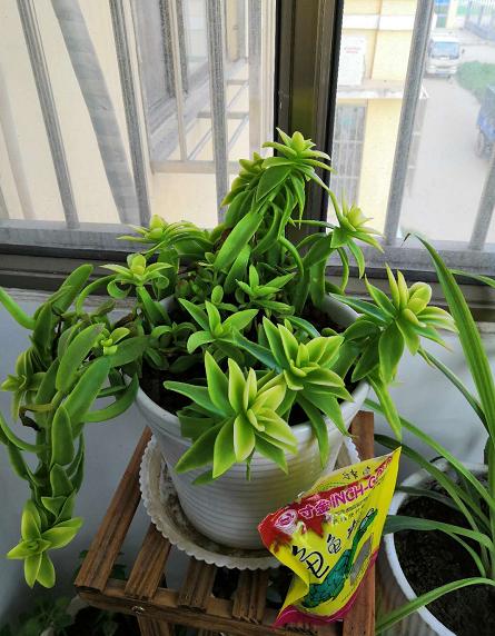 火祭怎样过冬,怎样让火祭变红