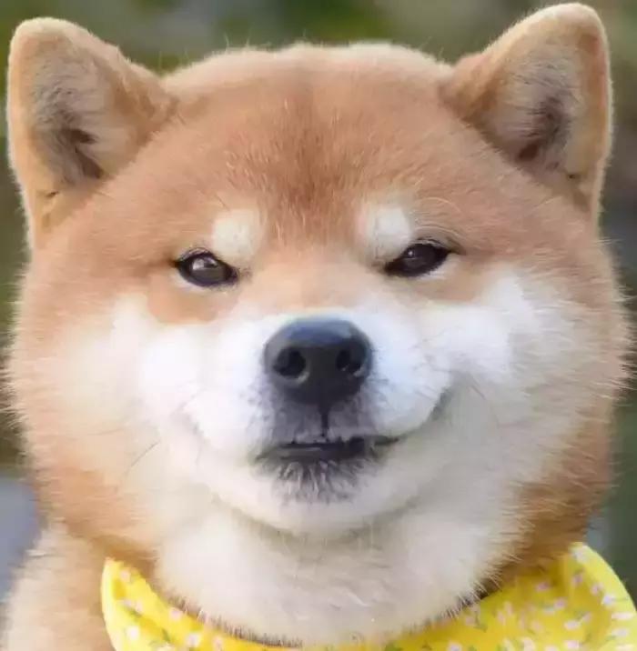 日本恶妻便当,日本人评论恶妻便当