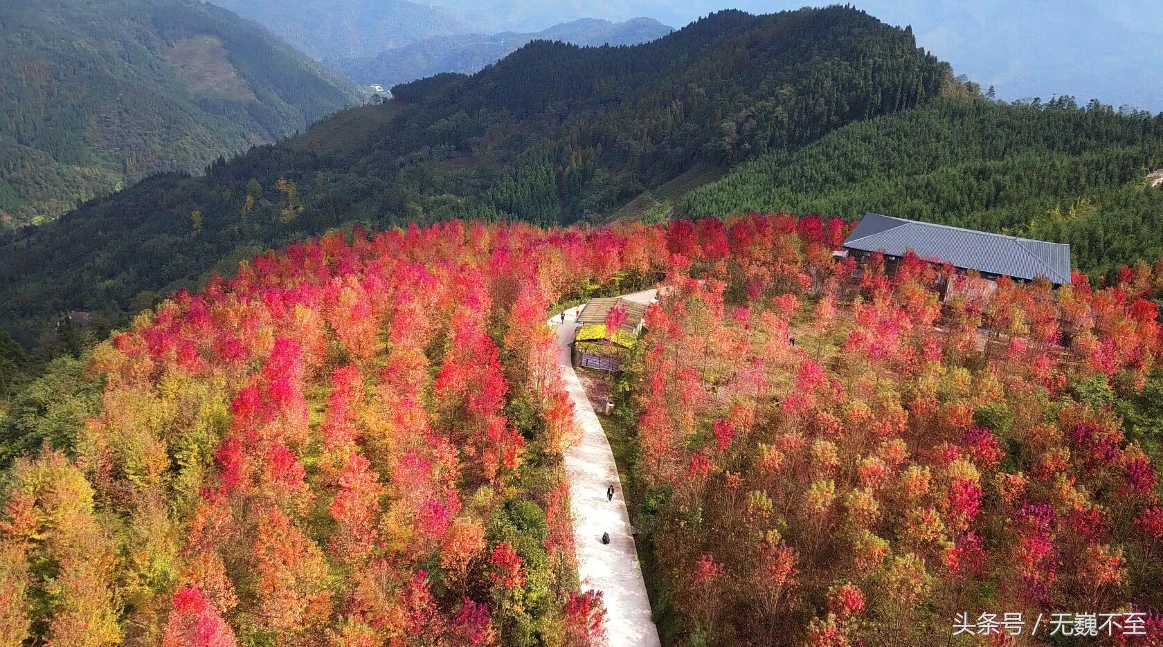 川西红枫岭赏红叶美景,成都红枫岭