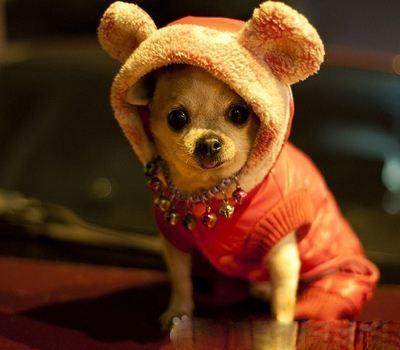 教你一招让狗狗不怕冷,狗狗会不会特别特别困