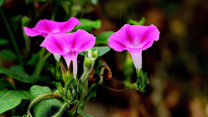 狗狗吃什么食物会中毒,对狗狗有害的植物有哪些