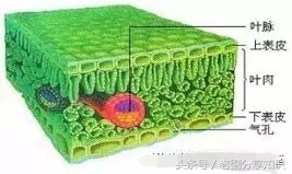 七年级上册生物三大生理作用知识,七年级上册生物思维导图重点知识