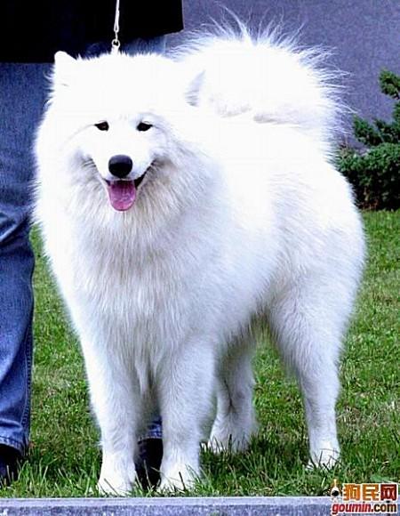 各种狗狗搞笑视频集锦,狗狗集锦