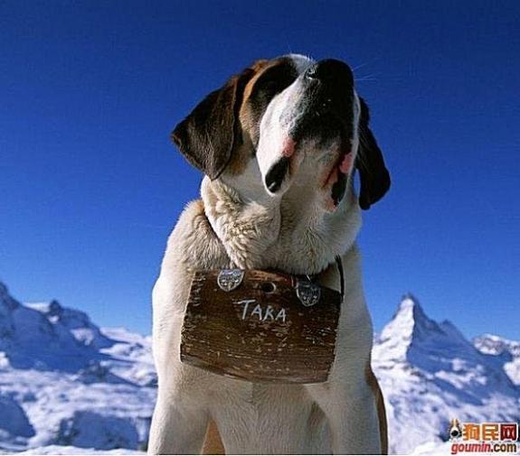 各种狗狗搞笑视频集锦,狗狗集锦