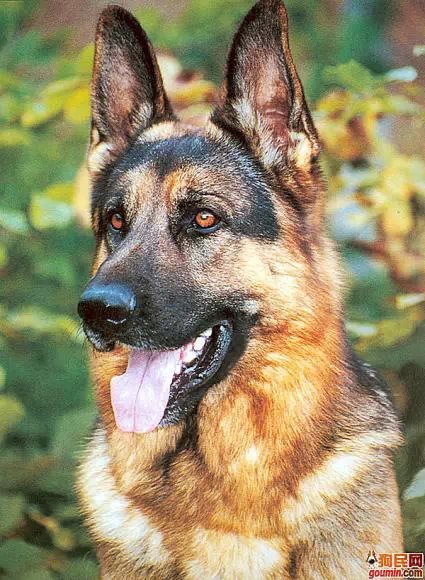 各种狗狗搞笑视频集锦,狗狗集锦