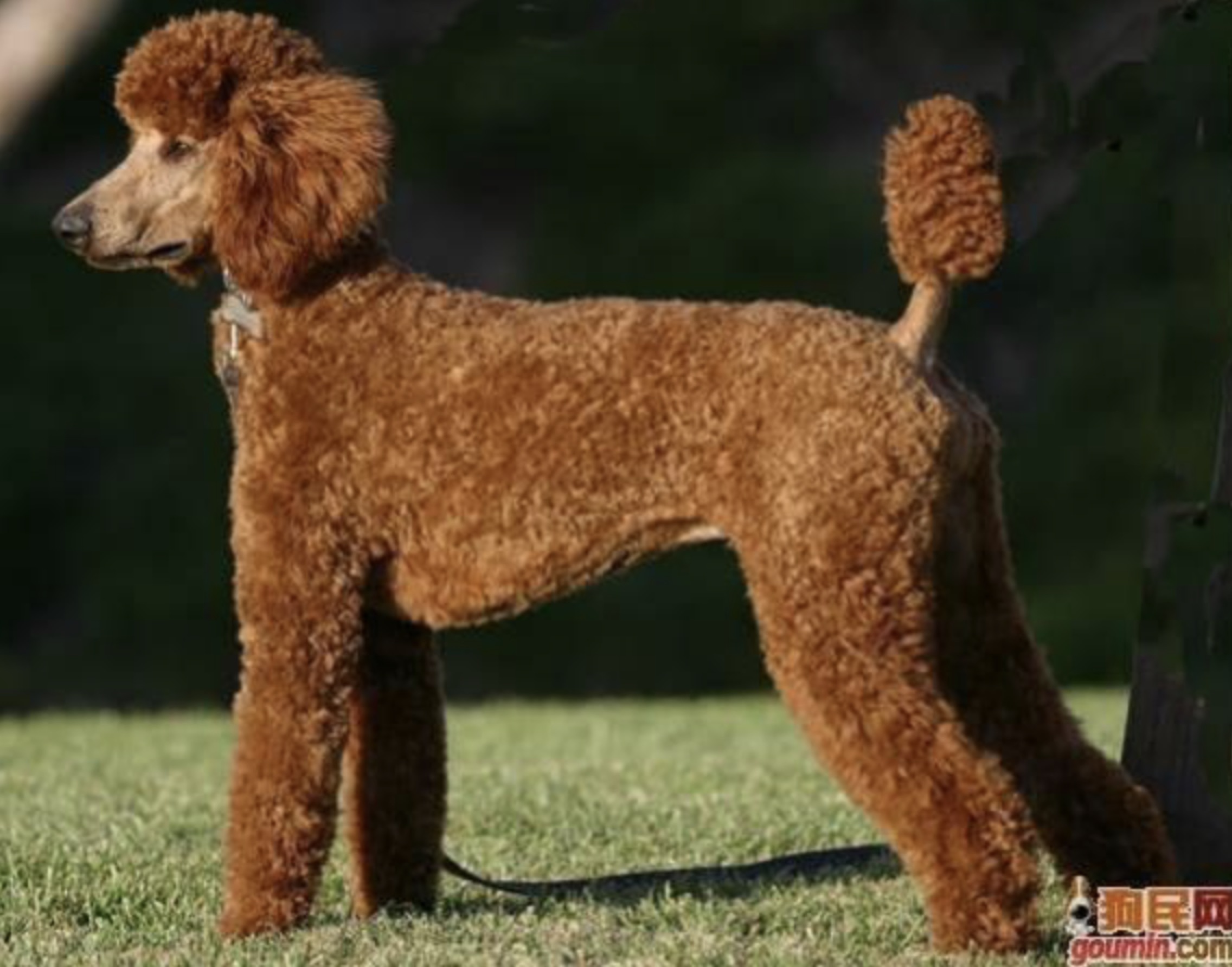 各种狗狗搞笑视频集锦,狗狗集锦