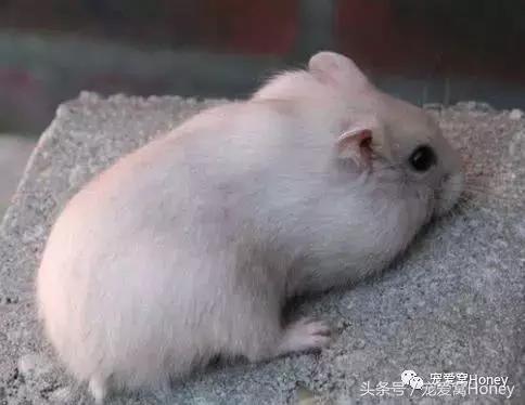 仓鼠中记忆强大的仓鼠品种,布丁仓鼠和三线仓鼠为什么会打架